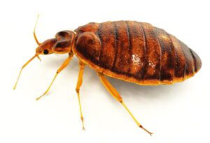 bed bugs in Melbourne