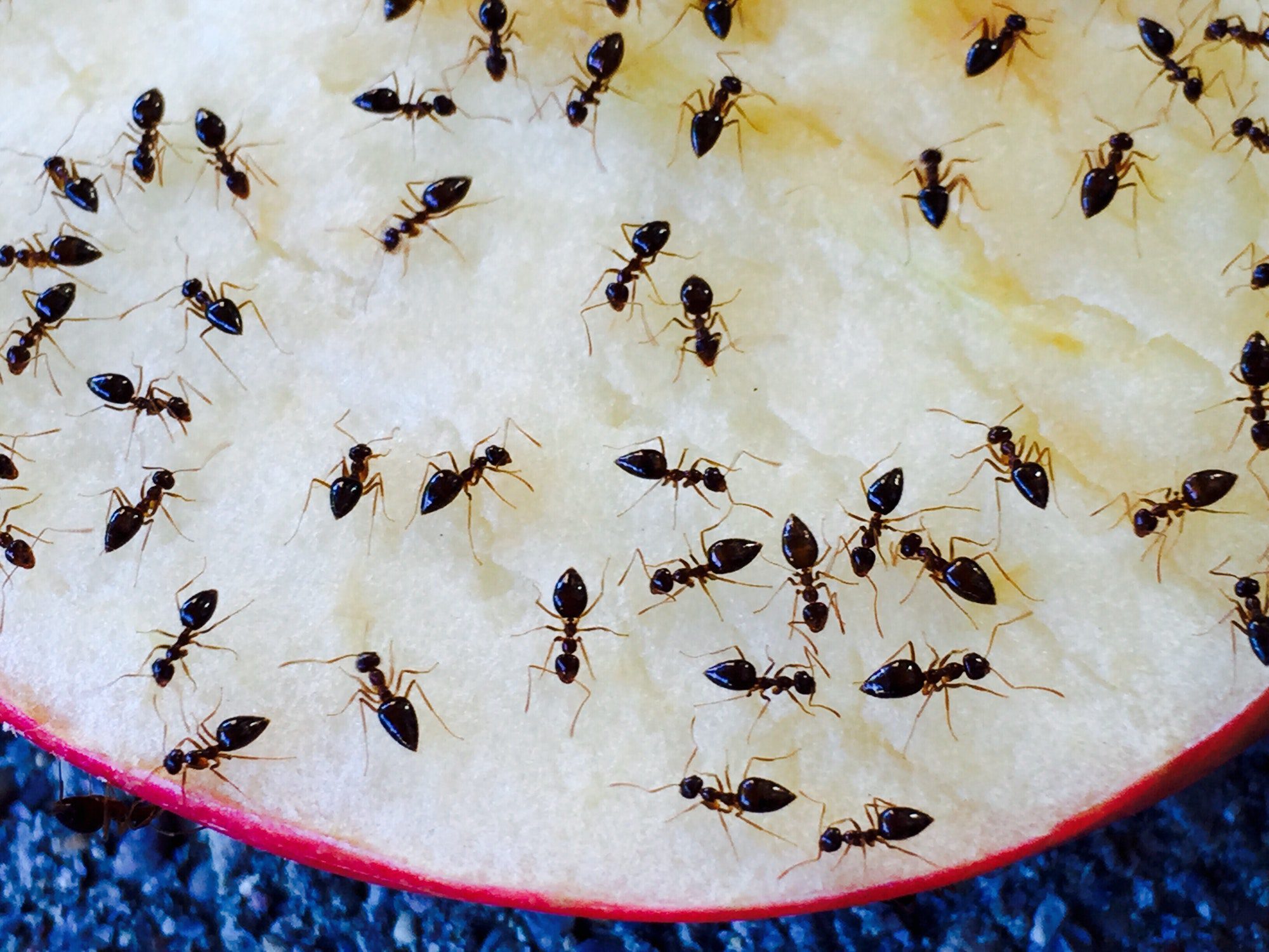 Eliminate ants for good | Melbourne Pest Control