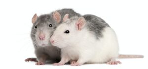 Two rats 12 months old in front of white background